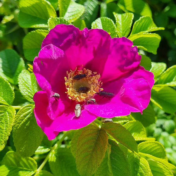 Rosa gugosa