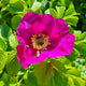 Rosa gugosa