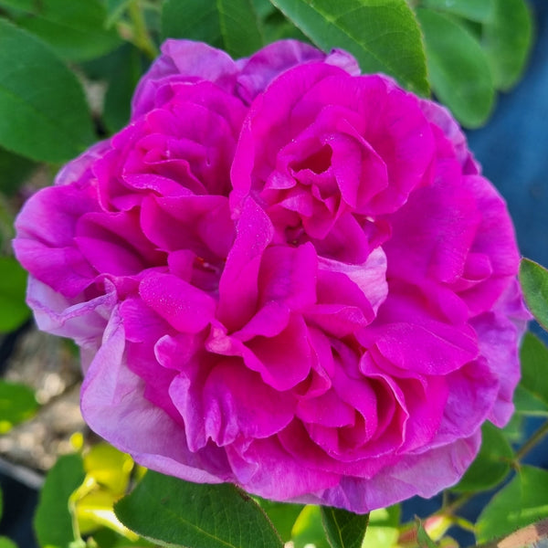 Rosier de Damas