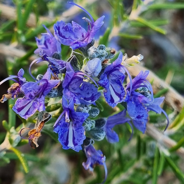 Romarin Baie de Douarnenez
