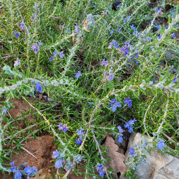 Romarin Baie de Douarnenez
