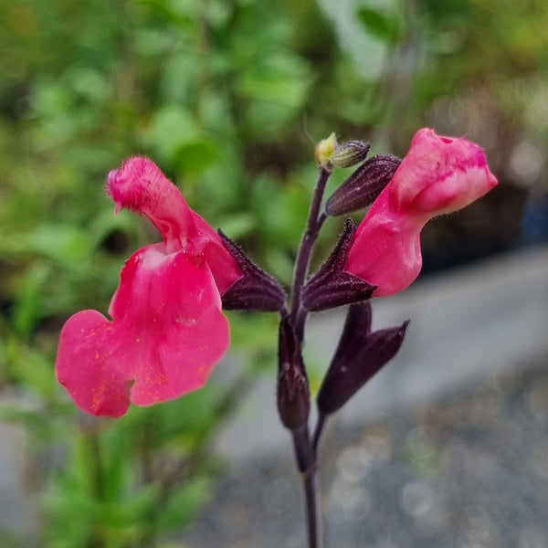Sauge microphylla rose