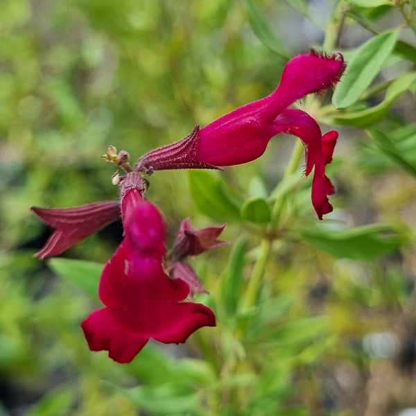 Sauge microphyla rose foncé