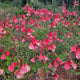 Sauge microphylla saumon
