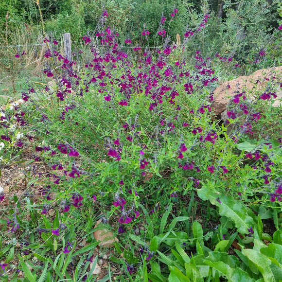 Sauge microphylla violet velours