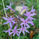 Tubaglia violacea