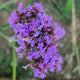 Verveine de Bueno Aire