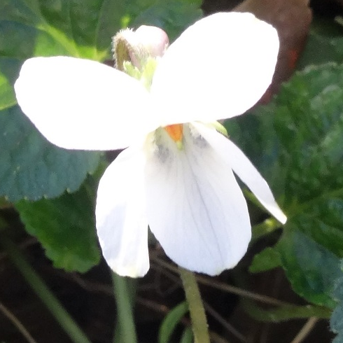 Violette odorante blanche