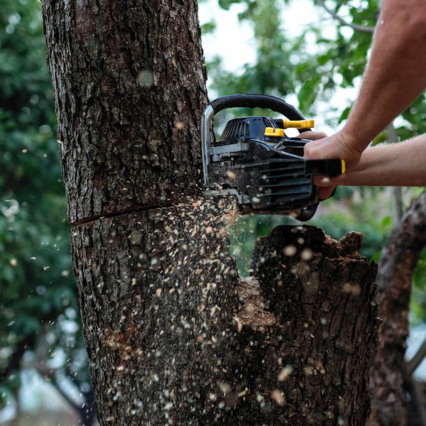 Elagage et abatage d'arbres dans les cévènnes