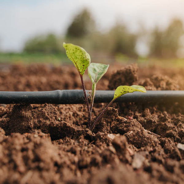 Engrais pour plantes, au jardin raisonné