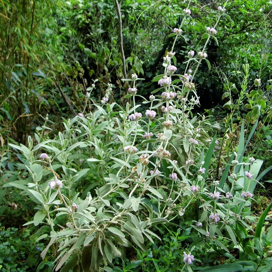 Entretien au jardin raisonné à Thoiras