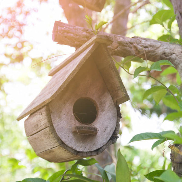 Nichoir à oiseaux dans les cévennes