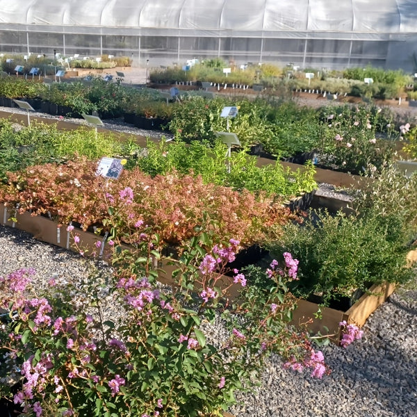 Pépinière du Jardin Raisonné à Thoiras