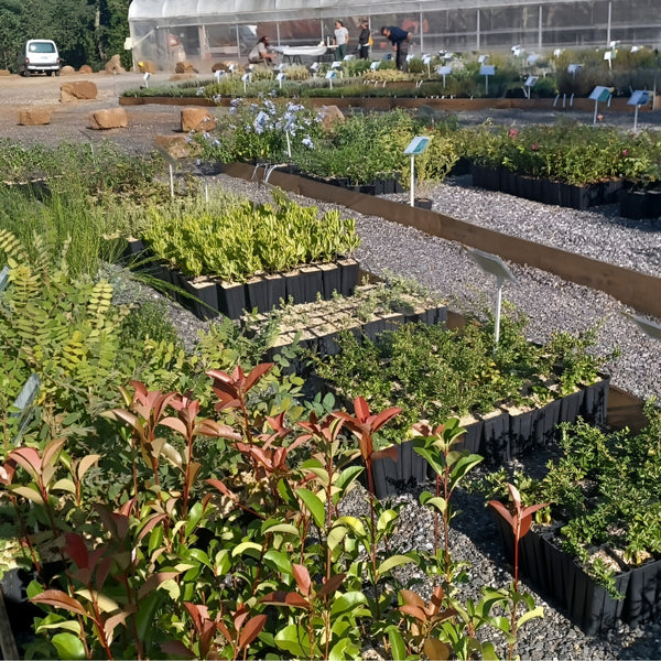 Pépinière au jardin raisonné dans les cévènes