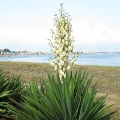 Yucca gloriosa